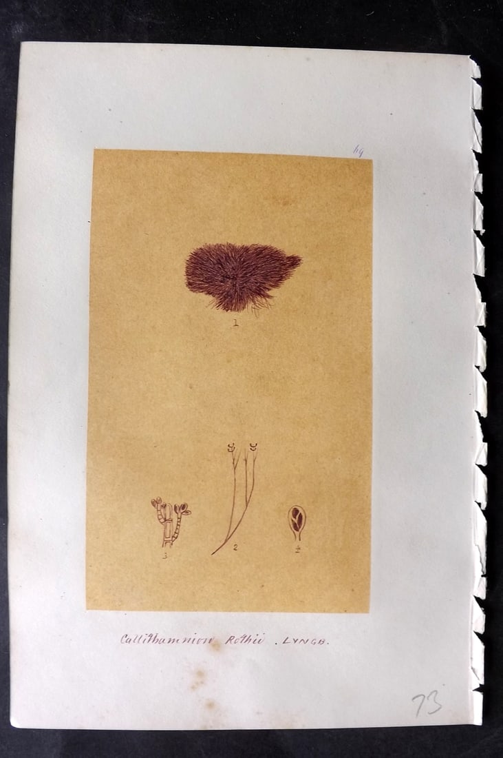 Original Art C1875 Seaweed. Callithamnion Rothii 69: Pen, Ink and/or Watercolour Made in C1875, England for a privately created work on British Seaweeds by an unknown but Gifted Artist. Each drawing with accompanying descriptive manuscript plate, also f