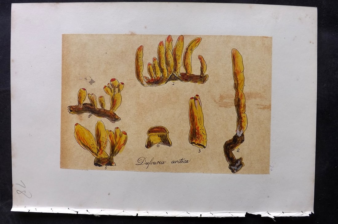 Original Art C1875 Seaweed. Dufourea Arctica 74: Pen, Ink and/or Watercolour Made in C1875, England for a privately created work on British Seaweeds by an unknown but Gifted Artist. Each drawing with accompanying descriptive manuscript plate, also f