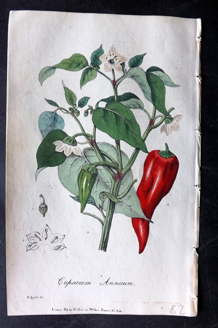 Spratt, George 1829 Hand Col Botanical Print. Guinea or Cockspur Pepper. Fruit Vegetable (1 of 1)