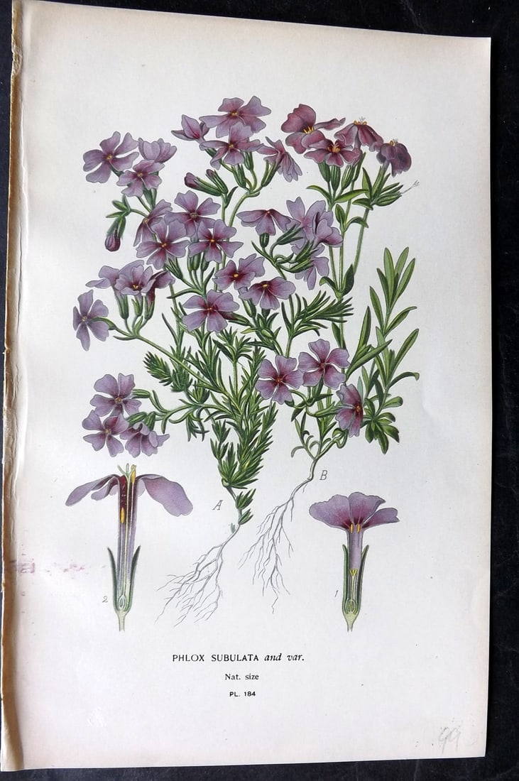 Step, Edward 1897 Antique Botanical Print. Phlox Subulata 184: Chromolithograph Published 1896-97 by Frederick Warne & Co., London for "Favourite Flowers of Garden and Greenhouse" by Edward Step and William Watson. Paper Size: 9 x 6 inch (23 x 15cm) Good Conditio