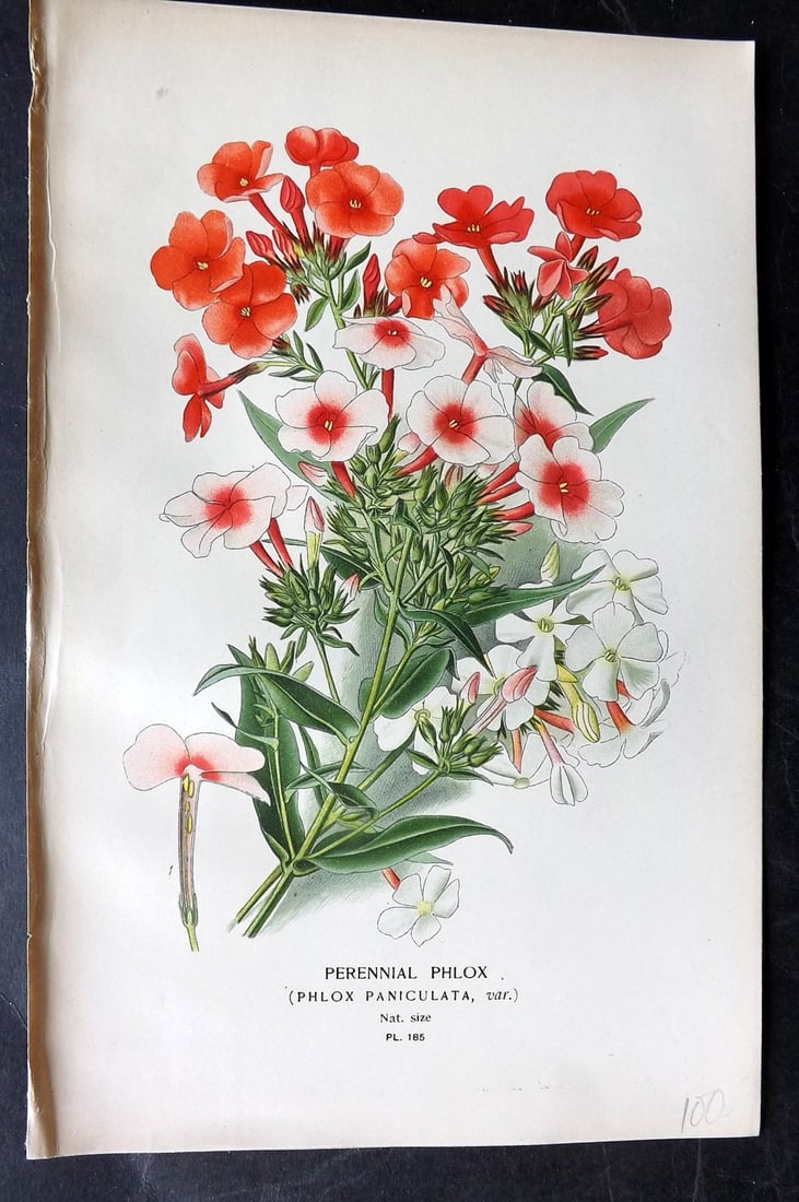 Step, Edward 1897 Antique Botanical Print. Perennial Phlox 185: Chromolithograph Published 1896-97 by Frederick Warne & Co., London for "Favourite Flowers of Garden and Greenhouse" by Edward Step and William Watson. Paper Size: 9 x 6 inch (23 x 15cm) Good Conditio