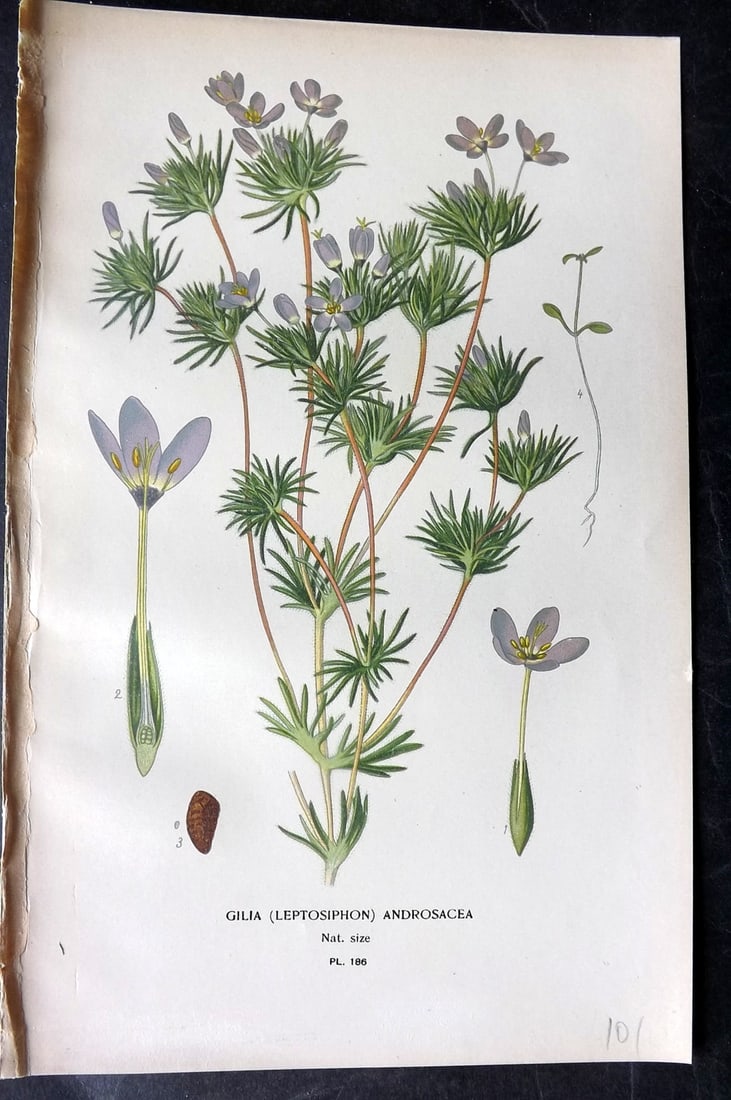 Step, Edward 1897 Antique Botanical Print. Gilia (Leptosiphon) Androsacea 186: Chromolithograph Published 1896-97 by Frederick Warne & Co., London for "Favourite Flowers of Garden and Greenhouse" by Edward Step and William Watson. Paper Size: 9 x 6 inch (23 x 15cm) Good Conditio