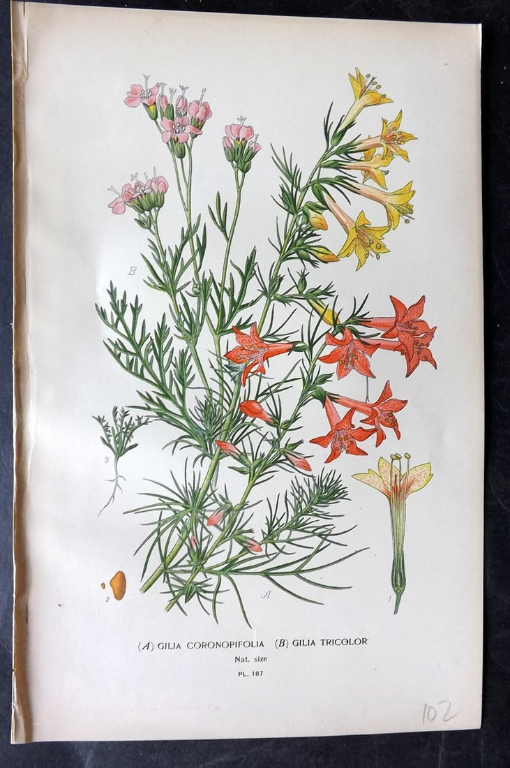 Step, Edward 1897 Antique Botanical Print. Gilia Coronopifolia & Tricolor 187: Chromolithograph Published 1896-97 by Frederick Warne & Co., London for "Favourite Flowers of Garden and Greenhouse" by Edward Step and William Watson. Paper Size: 9 x 6 inch (23 x 15cm) Good Conditio