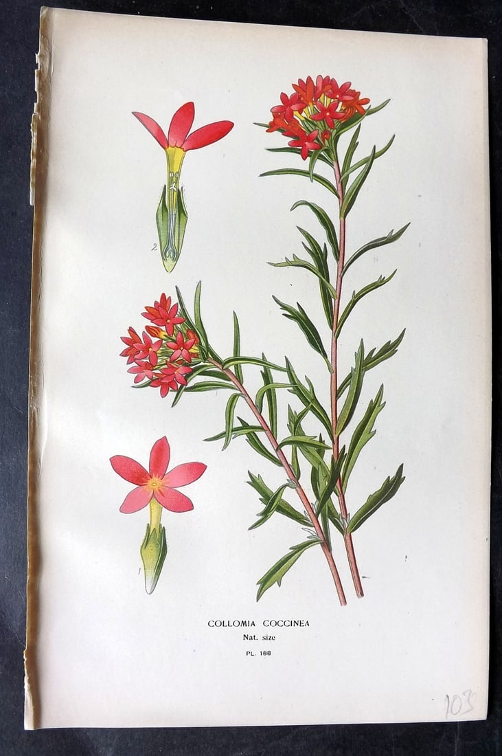 Step, Edward 1897 Antique Botanical Print. Collomia Coccinea 188: Chromolithograph Published 1896-97 by Frederick Warne & Co., London for "Favourite Flowers of Garden and Greenhouse" by Edward Step and William Watson. Paper Size: 9 x 6 inch (23 x 15cm) Good Conditio