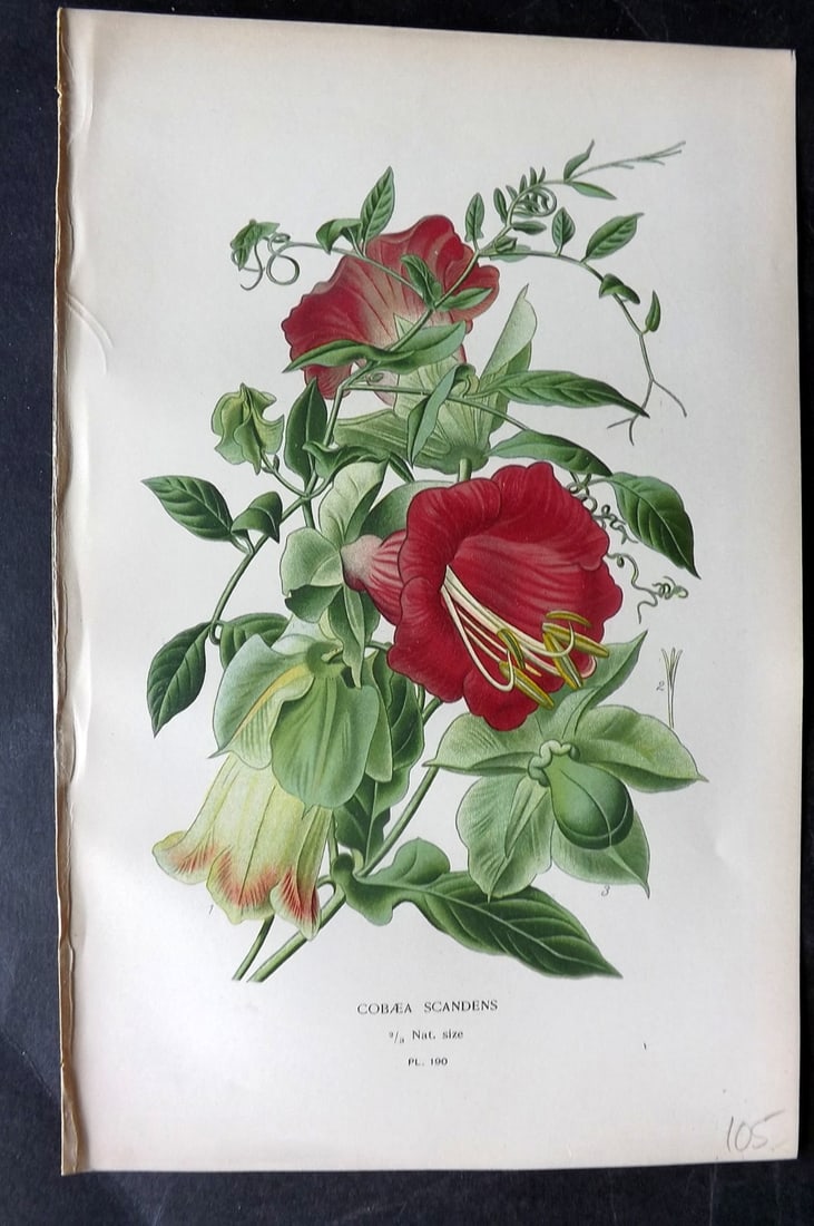 Step, Edward 1897 Antique Botanical Print. Cobea Scandens 190: Chromolithograph Published 1896-97 by Frederick Warne & Co., London for "Favourite Flowers of Garden and Greenhouse" by Edward Step and William Watson. Paper Size: 9 x 6 inch (23 x 15cm) Good Conditio