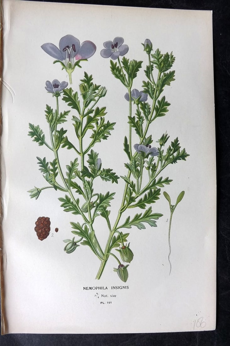 Step, Edward 1897 Antique Botanical Print. Nemophila Insignis 191: Chromolithograph Published 1896-97 by Frederick Warne & Co., London for "Favourite Flowers of Garden and Greenhouse" by Edward Step and William Watson. Paper Size: 9 x 6 inch (23 x 15cm) Good Conditio