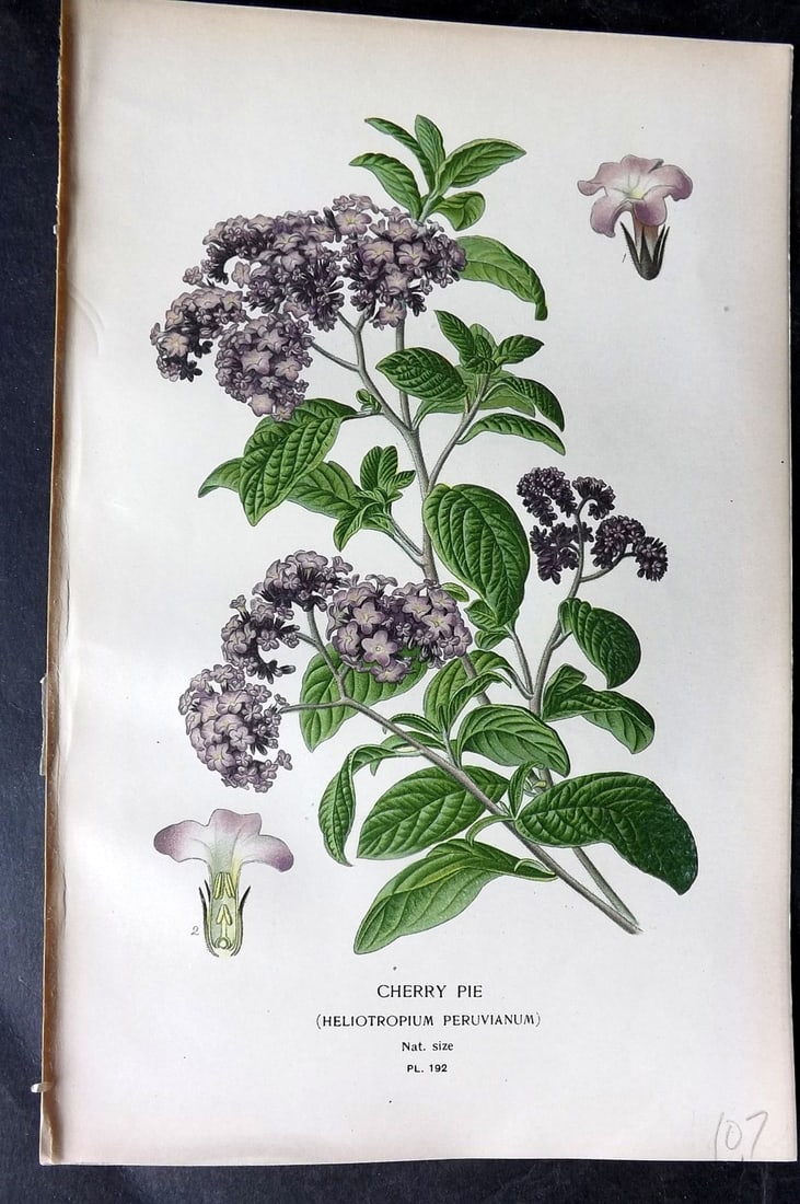 Step, Edward 1897 Botanical Print. Cherry Pie (Heliotropium Peruvianum) 192: Chromolithograph Published 1896-97 by Frederick Warne & Co., London for "Favourite Flowers of Garden and Greenhouse" by Edward Step and William Watson. Paper Size: 9 x 6 inch (23 x 15cm) Good Conditio