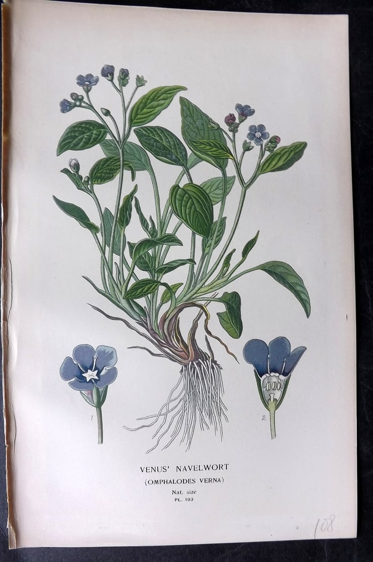 Step, Edward 1897 Antique Botanical Print. Venus' Navelwort 193: Chromolithograph Published 1896-97 by Frederick Warne & Co., London for "Favourite Flowers of Garden and Greenhouse" by Edward Step and William Watson. Paper Size: 9 x 6 inch (23 x 15cm) Good Conditio