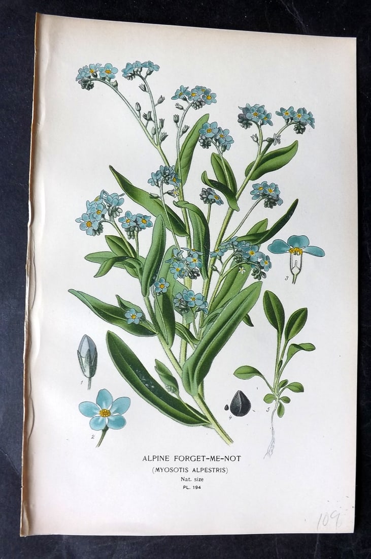 Step, Edward 1897 Antique Botanical Print. Alpine Forget-Me-Not 194: Chromolithograph Published 1896-97 by Frederick Warne & Co., London for "Favourite Flowers of Garden and Greenhouse" by Edward Step and William Watson. Paper Size: 9 x 6 inch (23 x 15cm) Good Conditio