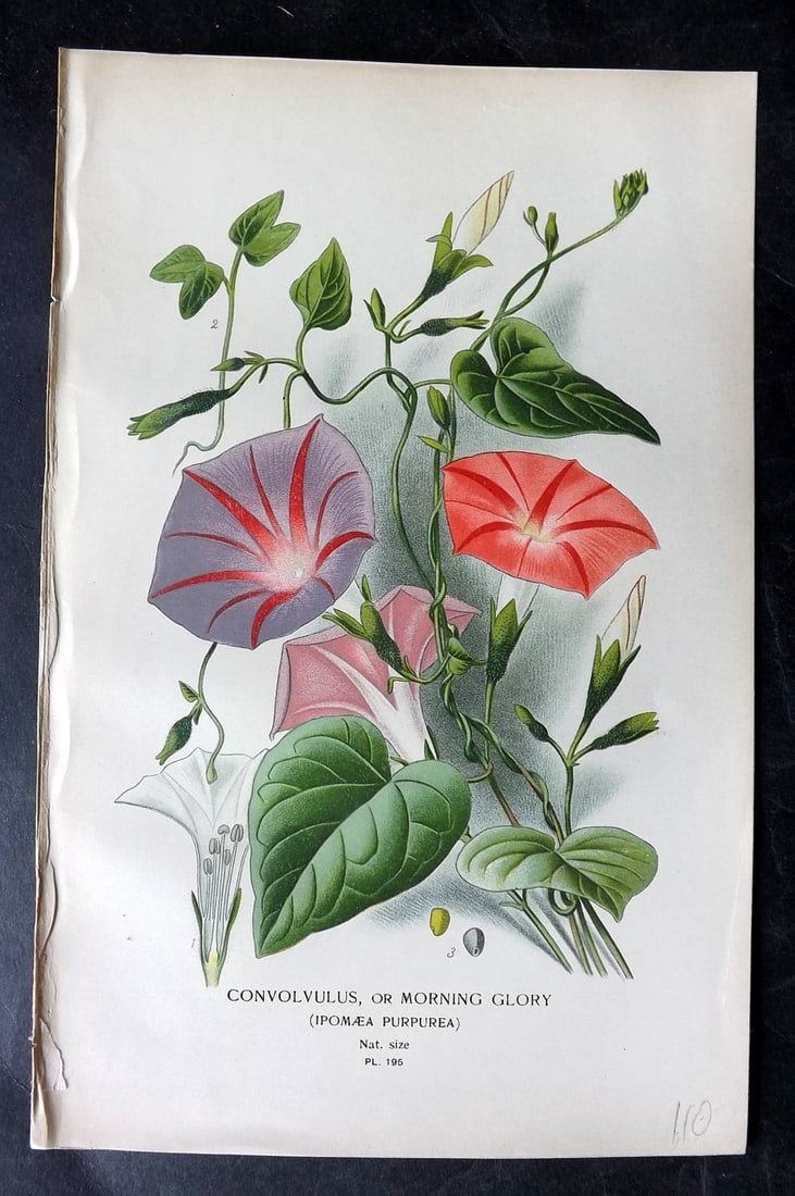 Step, Edward 1897 Antique Botanical Print. Convolvulus or Morning Glory 195: Chromolithograph Published 1896-97 by Frederick Warne & Co., London for "Favourite Flowers of Garden and Greenhouse" by Edward Step and William Watson. Paper Size: 9 x 6 inch (23 x 15cm) Good Conditio