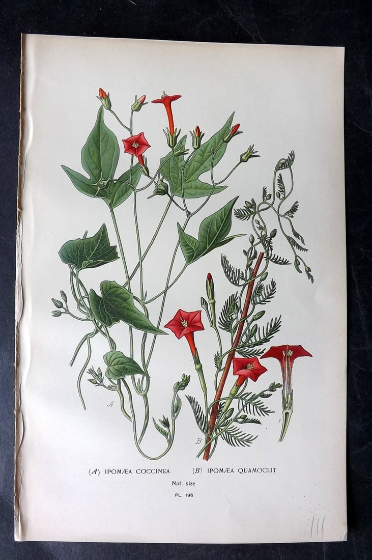 Step, Edward 1897 Antique Botanical Print. Ipomaea Coccinea & Quamoclit 196: Chromolithograph Published 1896-97 by Frederick Warne & Co., London for "Favourite Flowers of Garden and Greenhouse" by Edward Step and William Watson. Paper Size: 9 x 6 inch (23 x 15cm) Good Conditio