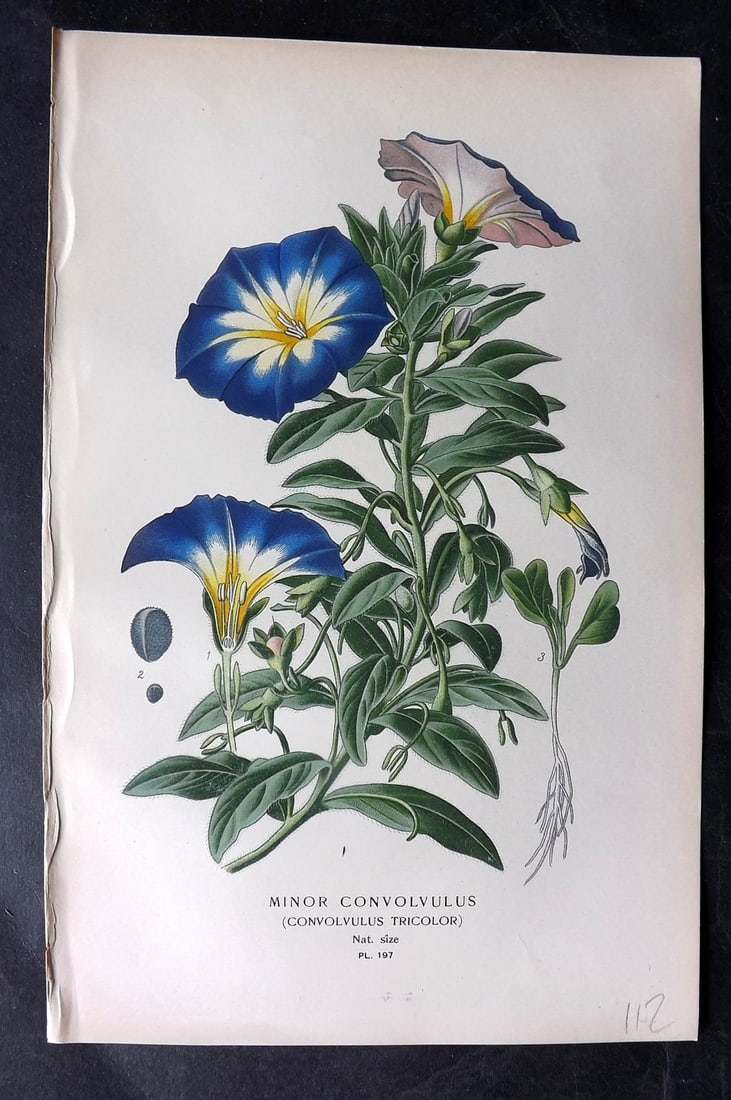 Step, Edward 1897 Antique Botanical Print. Minor Convolvulus 197: Chromolithograph Published 1896-97 by Frederick Warne & Co., London for "Favourite Flowers of Garden and Greenhouse" by Edward Step and William Watson. Paper Size: 9 x 6 inch (23 x 15cm) Good Conditio