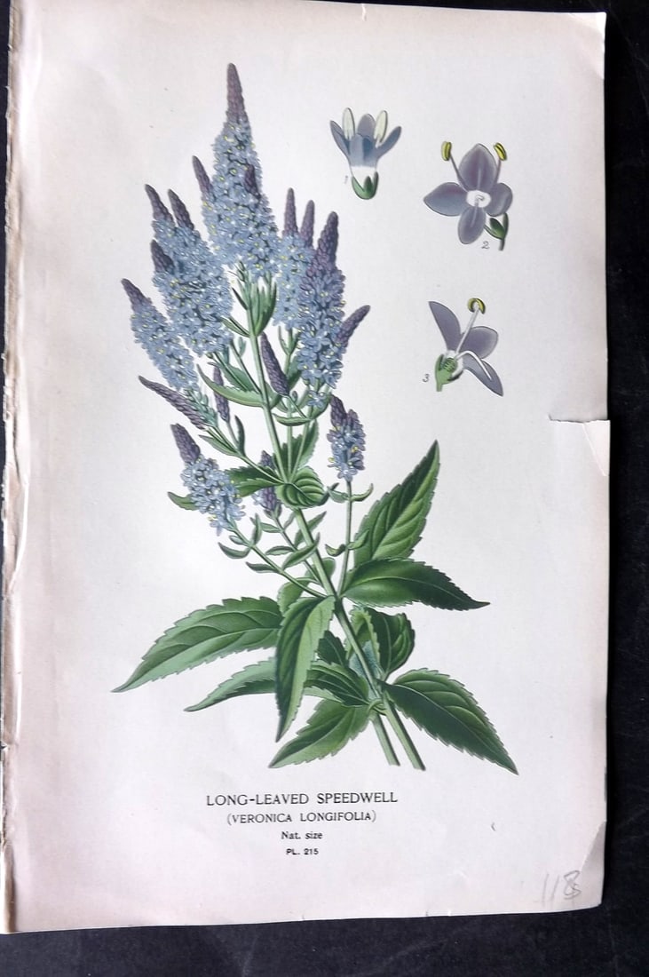 Step, Edward 1897 Antique Botanical Print. Long Leaved Speedwell 215 (1 of 1)