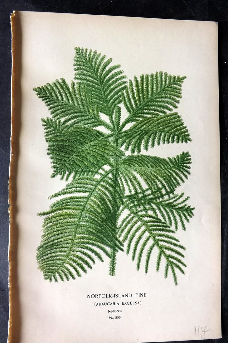 Step, Edward 1897 Antique Botanical Print. Norfolk Island Pine 235 (1 of 1)