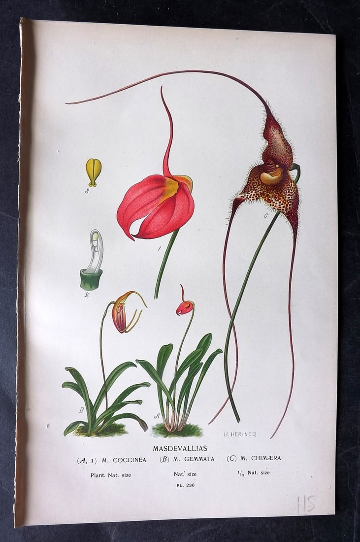 Step, Edward 1897 Botanical Print. Masdevallias Coccinea, Gemmata, Chimaera Orchids 236: Chromolithograph Published 1896-97 by Frederick Warne & Co., London for "Favourite Flowers of Garden and Greenhouse" by Edward Step and William Watson. Paper Size: 9 x 6 inch (23 x 15cm) Good Conditio