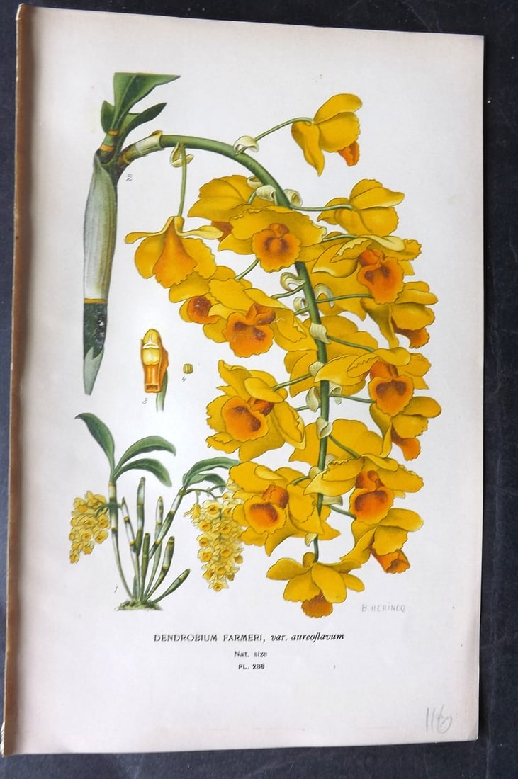 Step, Edward 1897 Antique Botanical Print. Dendrobium Farmeri Orchid 238: Chromolithograph Published 1896-97 by Frederick Warne & Co., London for "Favourite Flowers of Garden and Greenhouse" by Edward Step and William Watson. Paper Size: 9 x 6 inch (23 x 15cm) Good Conditio
