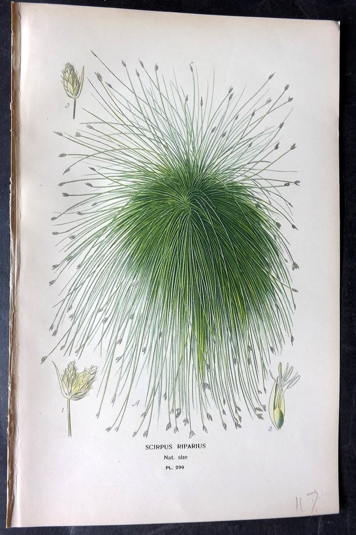 Step, Edward 1897 Antique Botanical Print. Scirpus Riparius 299: Chromolithograph Published 1896-97 by Frederick Warne & Co., London for "Favourite Flowers of Garden and Greenhouse" by Edward Step and William Watson. Paper Size: 9 x 6 inch (23 x 15cm) Good Conditio