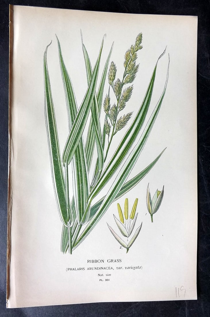 Step, Edward 1897 Antique Botanical Print. Ribbon Grass 301: Chromolithograph Published 1896-97 by Frederick Warne & Co., London for "Favourite Flowers of Garden and Greenhouse" by Edward Step and William Watson. Paper Size: 9 x 6 inch (23 x 15cm) Good Conditio