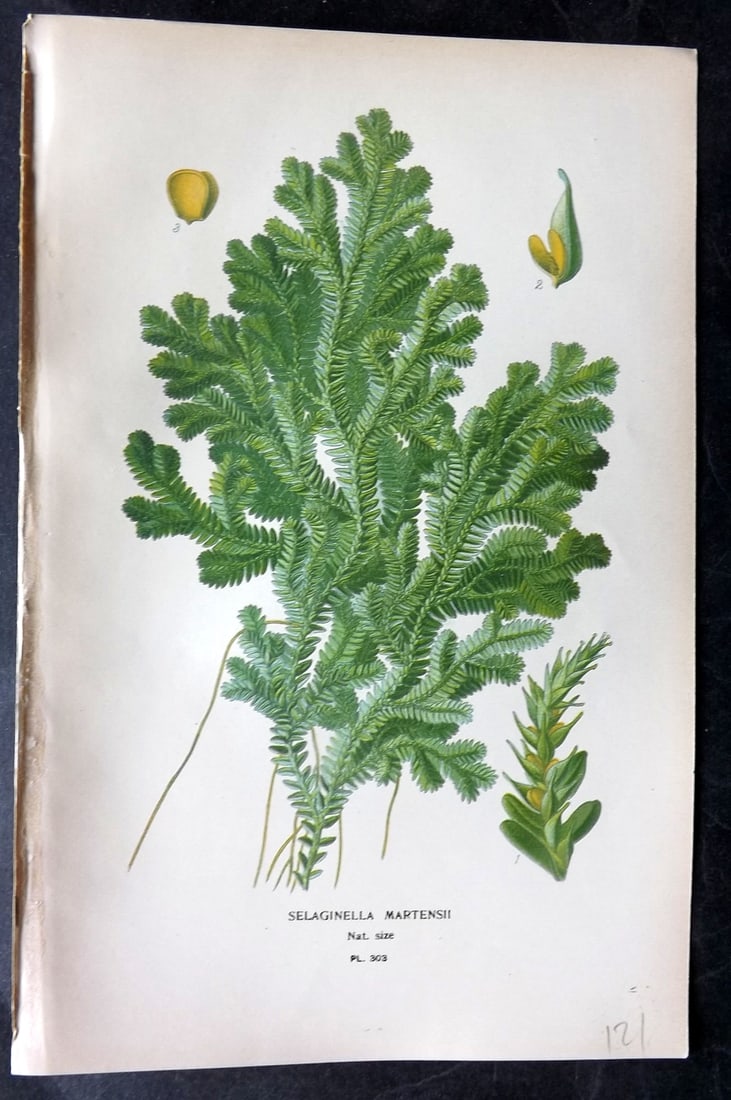 Step, Edward 1897 Antique Botanical Print. Selaginella Martensii 303: Chromolithograph Published 1896-97 by Frederick Warne & Co., London for "Favourite Flowers of Garden and Greenhouse" by Edward Step and William Watson. Paper Size: 9 x 6 inch (23 x 15cm) Good Conditio
