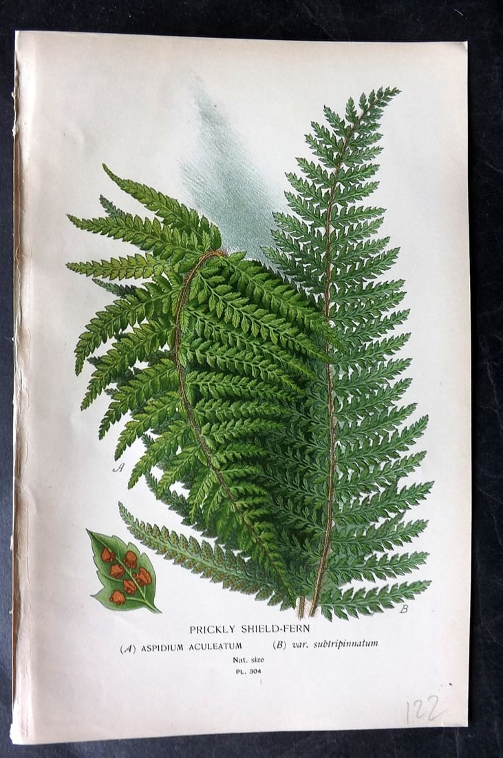 Step, Edward 1897 Antique Botanical Print. Prickly Shield Fern 304: Chromolithograph Published 1896-97 by Frederick Warne & Co., London for "Favourite Flowers of Garden and Greenhouse" by Edward Step and William Watson. Paper Size: 9 x 6 inch (23 x 15cm) Good Conditio