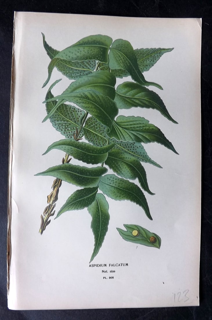 Step, Edward 1897 Antique Botanical Print. Aspidium Falcatum 305: Chromolithograph Published 1896-97 by Frederick Warne & Co., London for "Favourite Flowers of Garden and Greenhouse" by Edward Step and William Watson. Paper Size: 9 x 6 inch (23 x 15cm) Good Conditio