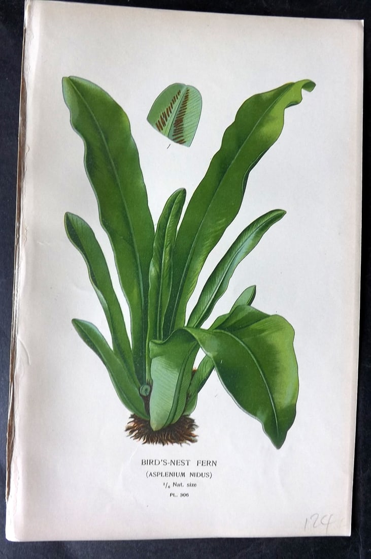 Step, Edward 1897 Antique Botanical Print. Bird's Nest Fern 306 (1 of 1)