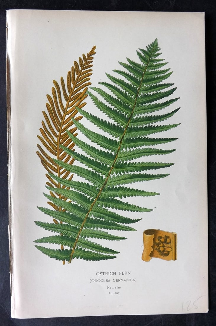 Step, Edward 1897 Antique Botanical Print. Ostrich Fern 307: Chromolithograph Published 1896-97 by Frederick Warne & Co., London for "Favourite Flowers of Garden and Greenhouse" by Edward Step and William Watson. Paper Size: 9 x 6 inch (23 x 15cm) Good Conditio