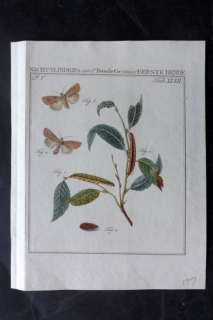 Sepp, Jan Christiaan C1790 Hand Col Moth Print. Bleeke Vlinder 47 (1 of 1)