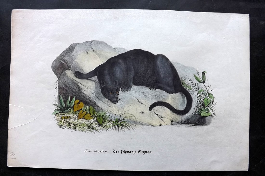 Schinz & Brodtmann 1844 Folio Hand Col Print. Jaguar (1 of 1)