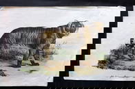 Schinz & Brodtmann 1844 Folio Hand Col Print. Tiger