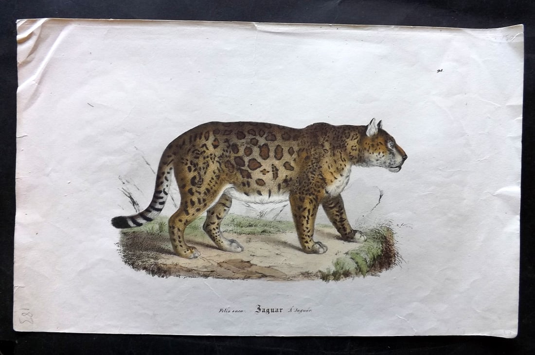 Schinz & Brodtmann 1844 Folio Hand Col Print. Jaguar (1 of 1)