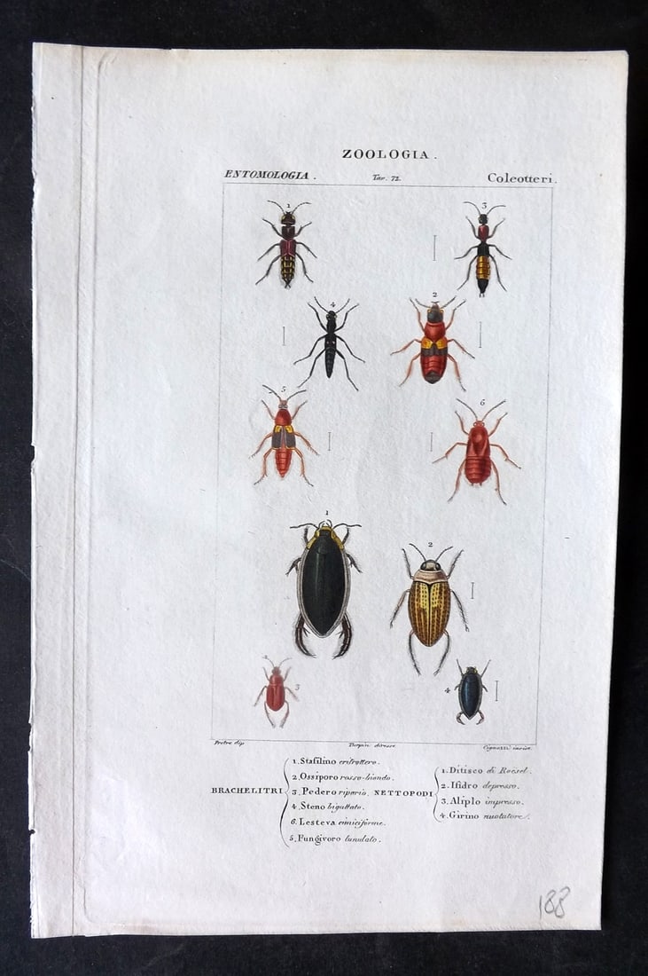 Turpin, Pierre-Jean Francois C1830 Hand Col Insect Print. Brachelitri, Nettopodo 72 (1 of 1)
