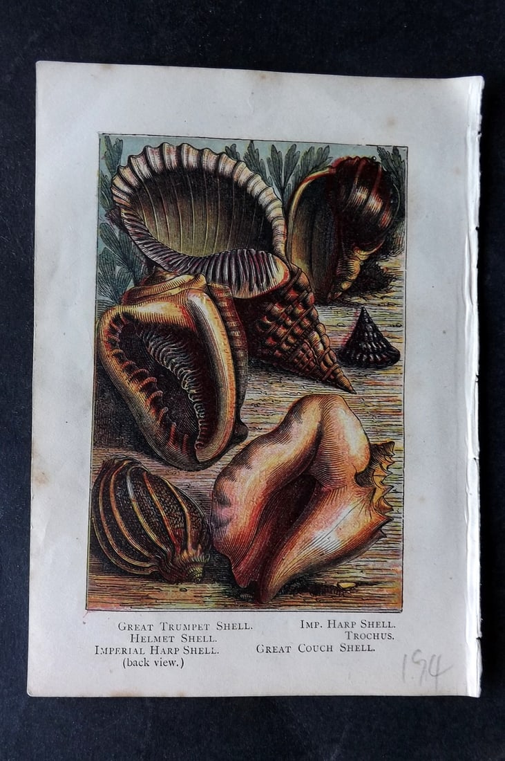 Warne, Frederick (Pub) C1880 Print. Shells - Trunpet, Helmet, Harp, Trochus: Color Printed Woodblock Published C1880 by Frederick Warne, London for "Warne's Picture Natural History" Descriptive text to the reverse side. Paper Size: 6 x 4.25 inch (15 x 11cm) Good Condition