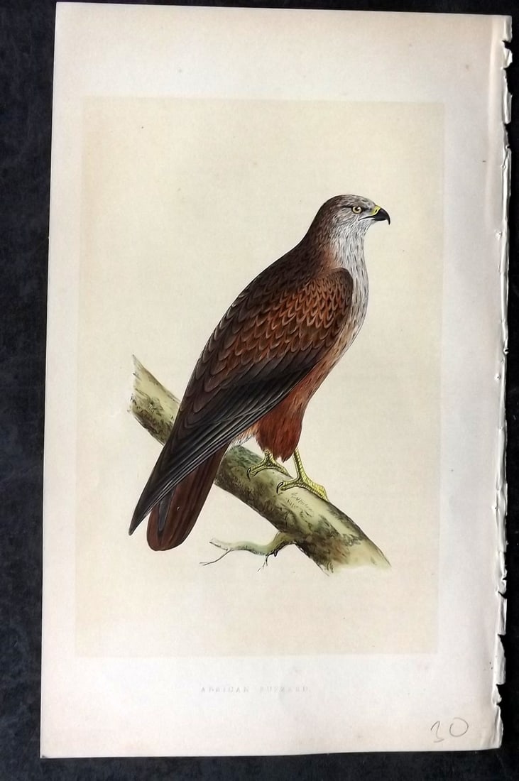 Bree, Charles 1859 Hand Col Bird of Prey Print. African Buzzard: Woodblock Published 1859-62, London for "A History of the Birds of Europe, Not Observed in the British Isles" by Charles Robert Bree. Printed in colours and finished by hand. Paper Size: 9.5 x 6 inch 