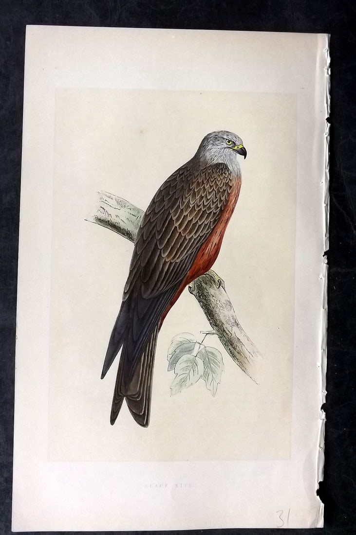 Bree, Charles 1859 Hand Col Bird of Prey Print. Black Kite: Woodblock Published 1859-62, London for "A History of the Birds of Europe, Not Observed in the British Isles" by Charles Robert Bree. Printed in colours and finished by hand. Paper Size: 9.5 x 6 inch 
