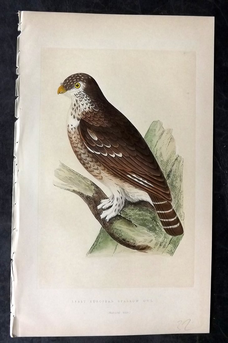 Bree, Charles 1859 Hand Col Bird of Prey Print. Least European Sparrow Owl: Woodblock Published 1859-62, London for "A History of the Birds of Europe, Not Observed in the British Isles" by Charles Robert Bree. Printed in colours and finished by hand. Paper Size: 9.5 x 6 inch 