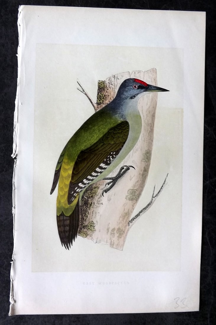 Bree, Charles 1859 Hand Col Bird of Prey Print. Grey Woodpecker: Woodblock Published 1859-62, London for "A History of the Birds of Europe, Not Observed in the British Isles" by Charles Robert Bree. Printed in colours and finished by hand. Paper Size: 9.5 x 6 inch 