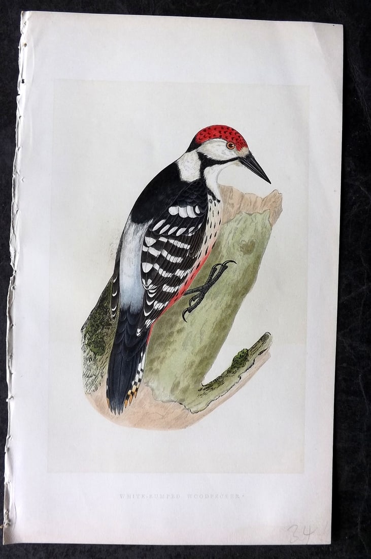 Bree, Charles 1859 Hand Col Bird of Prey Print. White Rumped Woodpecker (1 of 1)