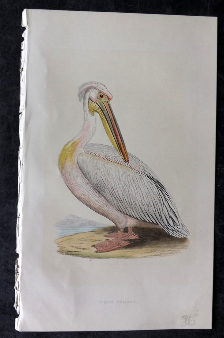 Bree, Charles 1859 Hand Col Bird of Prey Print. Pelican: Woodblock Published 1859-62, London for "A History of the Birds of Europe, Not Observed in the British Isles" by Charles Robert Bree. Printed in colours and finished by hand. Paper Size: 9.5 x 6 inch 