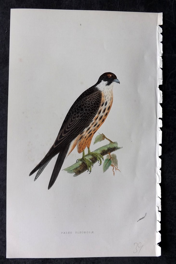 Bree, Charles 1859 Hand Col Bird of Prey Print. Falco Eleonorae: Woodblock Published 1859-62, London for "A History of the Birds of Europe, Not Observed in the British Isles" by Charles Robert Bree. Printed in colours and finished by hand. Paper Size: 9.5 x 6 inch 