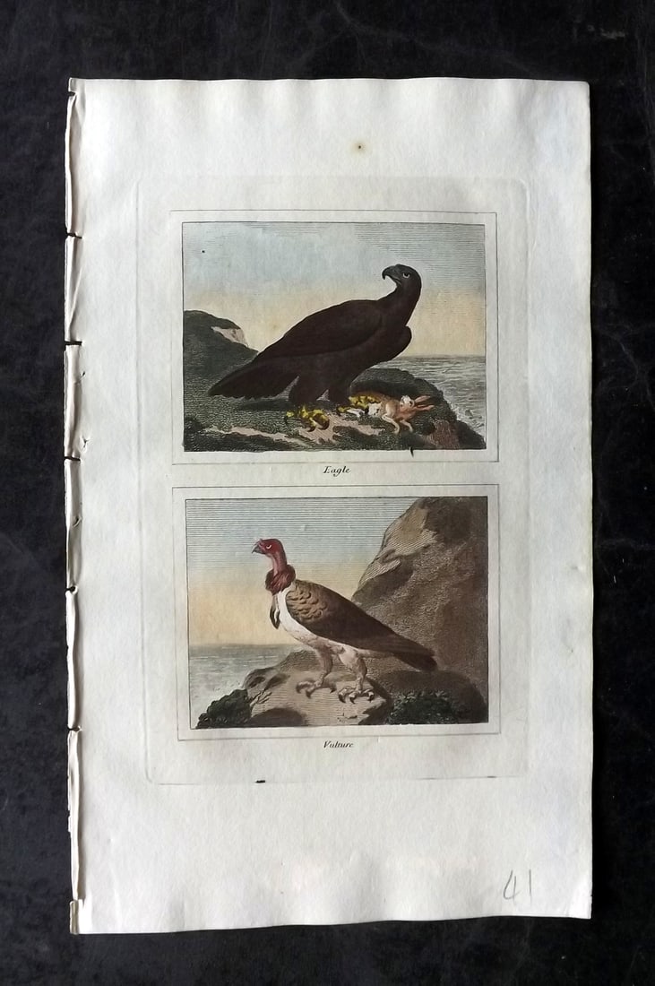 Buffon & Barr 1808 Hand Col Bird Print. Eagle and Vulture: Hand Colored Copper Plate Published 1808, London for "Natural History of Birds, Fish, Insects and Reptiles" [Barr's Buffon] by the Comte de Buffon et al. Paper Size: 7.5 x 4.5 inch (19 x 12cm) Good Co