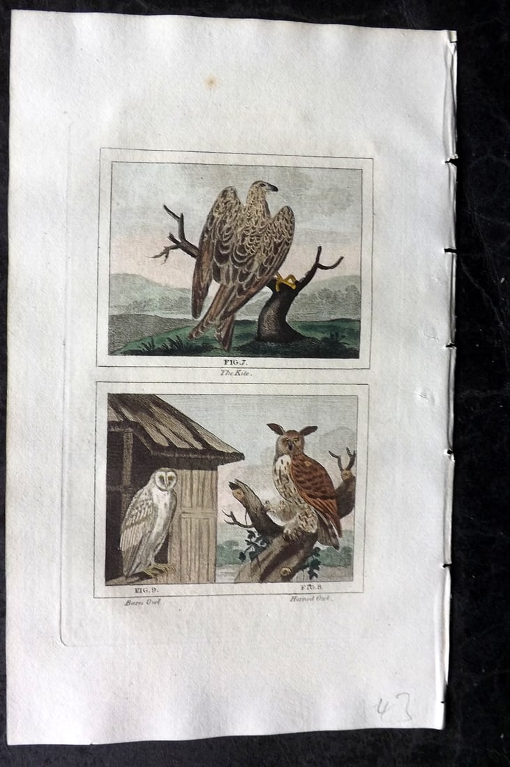 Buffon & Barr 1808 Hand Col Bird Print. Kite. Horned Owl. and Barn Owl (1 of 1)