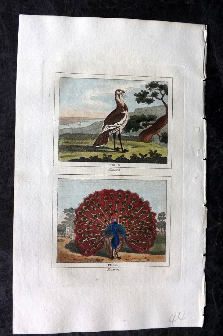 Buffon & Barr 1808 Hand Col Bird Print. Bustard and Peacock: Hand Colored Copper Plate Published 1808, London for "Natural History of Birds, Fish, Insects and Reptiles" [Barr's Buffon] by the Comte de Buffon et al. Paper Size: 7.5 x 4.5 inch (19 x 12cm) Good Co