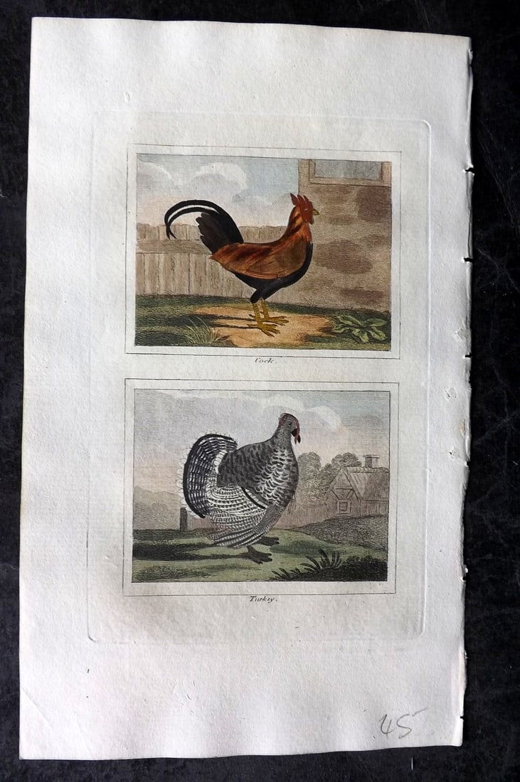 Buffon & Barr 1808 Hand Col Bird Print. Cock and Turkey: Hand Colored Copper Plate Published 1808, London for "Natural History of Birds, Fish, Insects and Reptiles" [Barr's Buffon] by the Comte de Buffon et al. Paper Size: 7.5 x 4.5 inch (19 x 12cm) Good Co