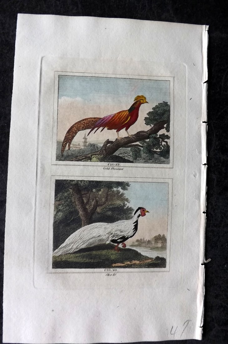 Buffon & Barr 1808 Hand Col Bird Print. Gold & Silver Pheasant: Hand Colored Copper Plate Published 1808, London for "Natural History of Birds, Fish, Insects and Reptiles" [Barr's Buffon] by the Comte de Buffon et al. Paper Size: 7.5 x 4.5 inch (19 x 12cm) Good Co