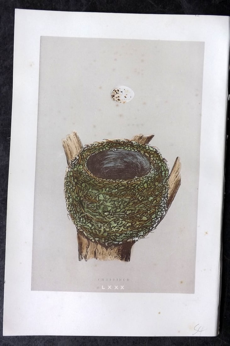 Morris, Francis 1892 Antique Bird Nest & Egg Print. Chaffinch 80: Woodblock Published 1892, London for "A Natural History of the Nests and Eggs of British Birds" By the Rev. Francis Orpen Morris, printed Benjamin Fawcett. Paper Size: 10 x 7 nch (26 x 18cm) Very mino