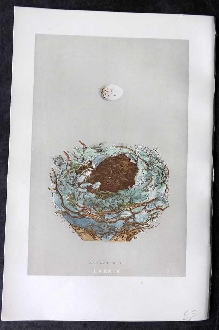 Morris, Francis 1892 Antique Bird Nest & Egg Print. Greenfinch 84: Woodblock Published 1892, London for "A Natural History of the Nests and Eggs of British Birds" By the Rev. Francis Orpen Morris, printed Benjamin Fawcett. Paper Size: 10 x 7 nch (26 x 18cm) Good Cond