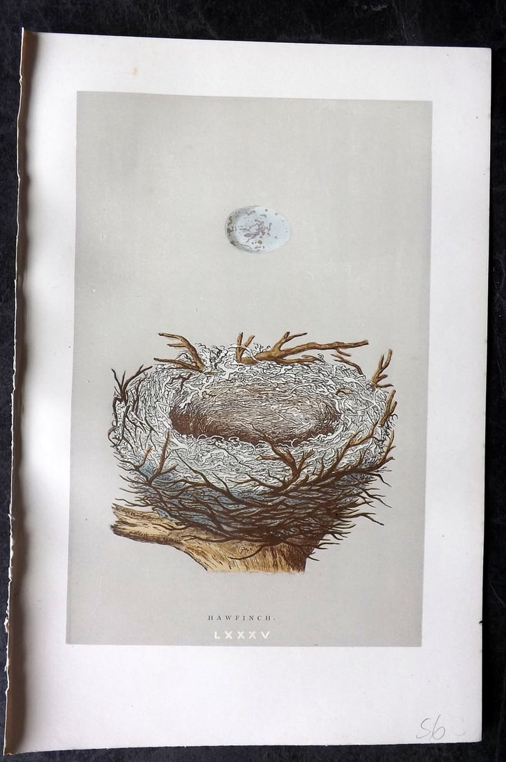 Morris, Francis 1892 Antique Bird Nest & Egg Print. Hawfinch 85: Woodblock Published 1892, London for "A Natural History of the Nests and Eggs of British Birds" By the Rev. Francis Orpen Morris, printed Benjamin Fawcett. Paper Size: 10 x 7 nch (26 x 18cm) Good Cond