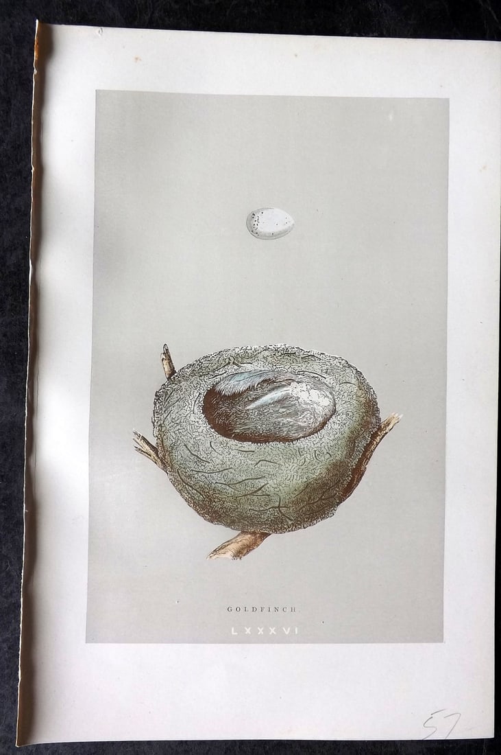 Morris, Francis 1892 Antique Bird Nest & Egg Print. Goldfinch 86: Woodblock Published 1892, London for "A Natural History of the Nests and Eggs of British Birds" By the Rev. Francis Orpen Morris, printed Benjamin Fawcett. Paper Size: 10 x 7 nch (26 x 18cm) Good Cond