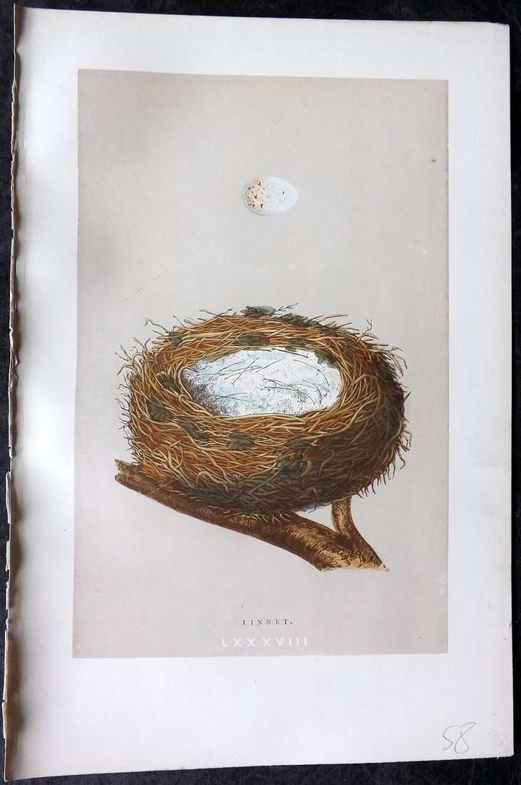 Morris, Francis 1892 Antique Bird Nest & Egg Print. Linnet 88: Woodblock Published 1892, London for "A Natural History of the Nests and Eggs of British Birds" By the Rev. Francis Orpen Morris, printed Benjamin Fawcett. Paper Size: 10 x 7 nch (26 x 18cm) Good Cond